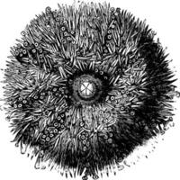Sea-urchin or Sea-Eggs, vintage illustration. vector