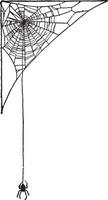 Spider Web, vintage illustration. vector