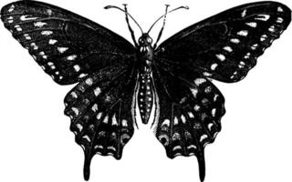 mariposa o papilio asterias, ilustración vintage. vector