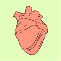 corazón realista, ilustración, vector sobre fondo blanco.