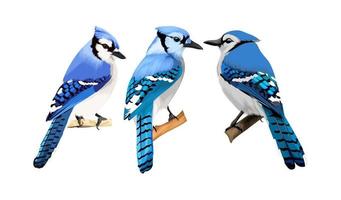 Blue Jay Logo Vector Art, Icons, and Graphics for Free Download