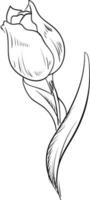 Tulip sketch, illustration, vector on white background.