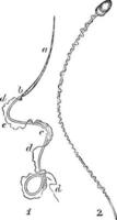 espermatozoides de una salamandra y humanos, ilustración vintage vector