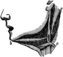 Muscles of the Lower Jaw, vintage illustration. vector