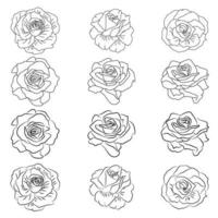 colección de ilustraciones de imágenes de dibujo lineal de rosas dibujadas a mano vector