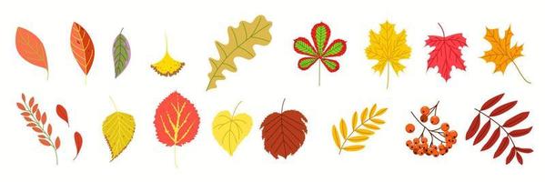 A large set of foliage. A group of autumn vector illustrations