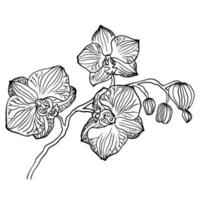 Vector illustration orchid branch highlighted on white background.