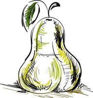 Sketch of a pear, vector or color illustration.