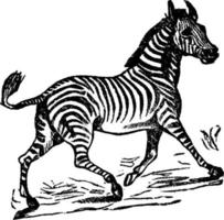 Zebra, vintage illustration. vector