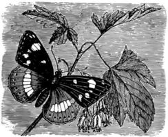 Limenitis Camilla, vintage illustration. vector