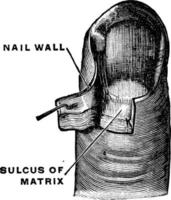 Matrix of a Fingernail, vintage illustration. vector
