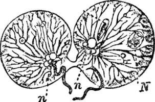 Stage Two in the Fission of Noctiluca Scintillans, vintage illustration. vector