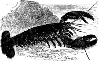 Lobster, vintage illustration. vector
