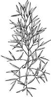 Arundinaria Nitida vintage illustration. vector