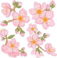 Set of Watercolor sakura flower, Pink flora clipart vector