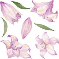 Set of Watercolor Lily flower, Pink flora clipart vector