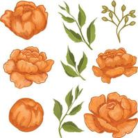 Set of Watercolor Peony flower, Orange flora clipart vector