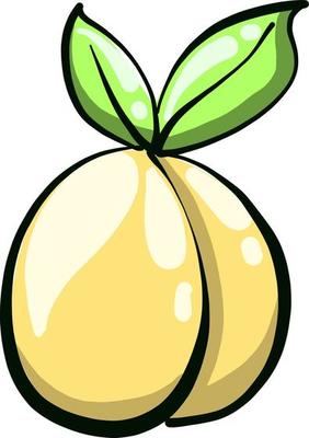 Yellow apricot ,illustration,vector on white background