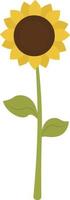 Sunflower, illustration, vector on white background.