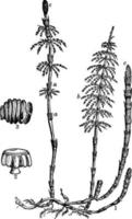 Wood Horsetail vintage illustration. vector