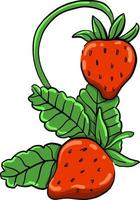 fresas frescas, ilustración, vector sobre fondo blanco