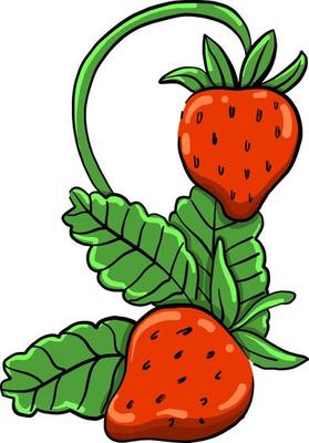 Fresh strawberries , illustration, vector on white background