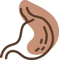 Human stomach, illustration, vector, on a white background. vector