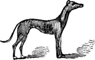 Grey Hound, vintage illustration. vector