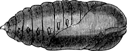 crisálida de la polilla luna, ilustración vintage. vector