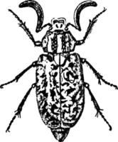 Cockchafer or May Bug, vintage illustration. vector