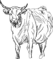 Buffalo drawing, illustration, vector on white background.