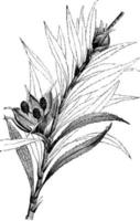 Freycinetia Cumingiana vintage illustration. vector