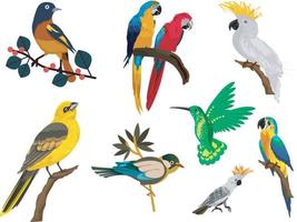 diferentes tipos de aves vector