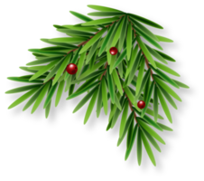 Green Christmas Fir Branch png