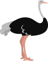 Ostrich animal, illustration, vector on white background