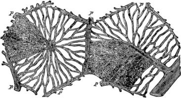 Hepatic Lobules of the Liver, vintage illustration. vector