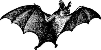 Vampire Bat vintage illustration. vector