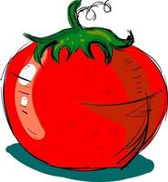 Tomato drawing, illustration, vector on white background.