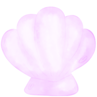 coquille de mer aquarelle png