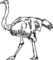 Ostrich drawing, illustration, vector on white background.