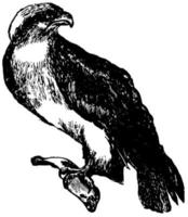 Osprey, vintage illustration. vector