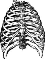 The Bones of the Thorax, vintage illustration. vector