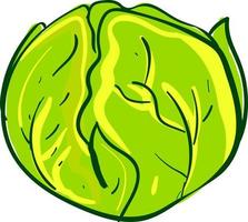 Green cabbage, illustration, vector on white background.