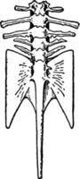 Vertebral Column of Hymenochirus, vintage illustration. vector