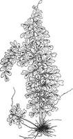 Asplenium Myriophyllum vintage illustration. vector