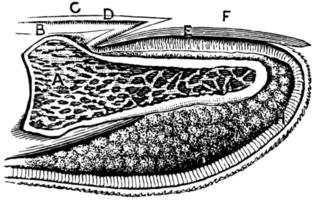 Longitudinal section of a fingernail, vintage illustration. vector