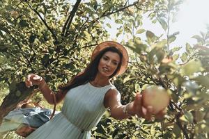 Fresh apples. Attractive young woman picking apples and smiling while standing in garden photo