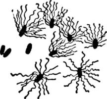 bacillus typhi, ilustración vintage. vector