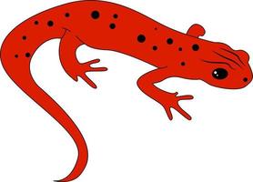 Red newt, illustration, vector on white background.