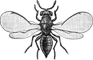 Chalcid Wasp, vintage illustration. vector